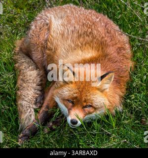 Renard rouge (Vulpes vulpes), Suède Banque D'Images
