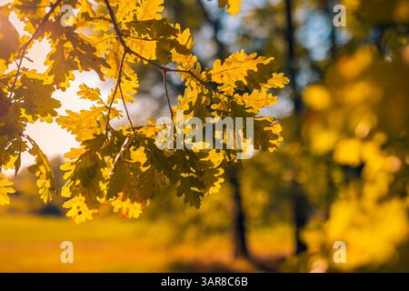 Paisible gros plan de feuilles dorées avec des arbres de forêt bokeh floues arrière-plan nature d'automne rêveur vue panoramique saisonnière sur le paysage extérieur Banque D'Images