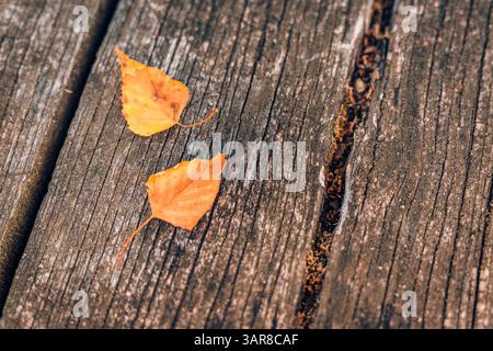 Feuille d'automne vue de dessus tranquille sur fond de table en bois rustique fond d'écran nature saisonnière décoration d'automne confortable composition de gros plan au plafond Banque D'Images