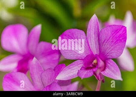Orchidées tropicales violettes roses Dreamy bokeh fond luxuriant doux focus beauté florale. Nature élégance exotique, jardin exotique gros plan naturel Banque D'Images