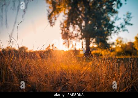 Belle herbe de prairie d'or d'automne avec le coucher de soleil jaune lumière rayons de soleil brouillés arbres champ de forêt pittoresque paysage de nature saisonnière campagne paisible Banque D'Images