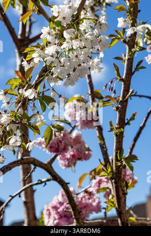 Belfast, Royaume-Uni. 17 avril 2025. 17/04/2025 Belfast Rosgoill Park les pétales blancs fleurissent sur Cherry Blossom Tree. En 2024, seuls les pétales roses fleurissent. Cependant, cette année, l'arbre fleurissait à la fois Pink et White Petals Credit : Bonzo/Alamy Live News Banque D'Images