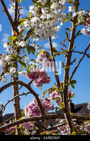 Belfast, Royaume-Uni. 17 avril 2025. 17/04/2025 Belfast Rosgoill Park les pétales blancs fleurissent sur Cherry Blossom Tree. En 2024, seuls les pétales roses fleurissent. Cependant, cette année, l'arbre fleurissait à la fois Pink et White Petals Credit : Bonzo/Alamy Live News Banque D'Images