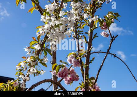 Belfast, Royaume-Uni. 17 avril 2025. 17/04/2025 Belfast Rosgoill Park les pétales blancs fleurissent sur Cherry Blossom Tree. En 2024, seuls les pétales roses fleurissent. Cependant, cette année, l'arbre fleurissait à la fois Pink et White Petals Credit : Bonzo/Alamy Live News Banque D'Images