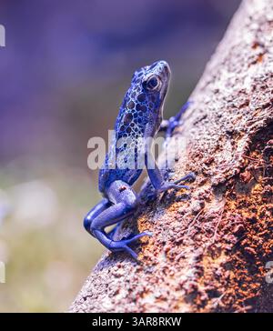 Vue rapprochée d'une grenouille grimpante teignante à poison Tumucumaque (Dendrobates tinctorius tumucumaque) Banque D'Images