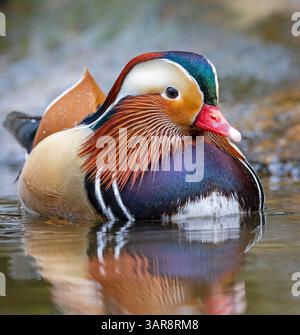Vue rapprochée d'un canard mandarin mâle (Aix galericulata) Banque D'Images