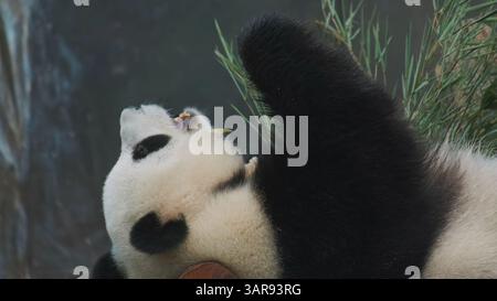 L'ours panda géant ment et mange du bambou Banque D'Images