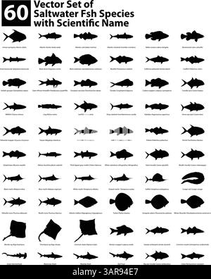 Silhouette de vecteur d'espèces de poissons d'eau salée Pack avec des noms Illustration de Vecteur