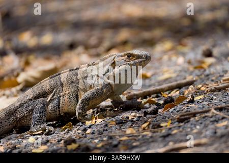Iguana à queue épineuse noire au Costa Rica Banque D'Images