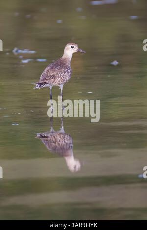 Pluvier à ventre noir au Costa Rica Banque D'Images