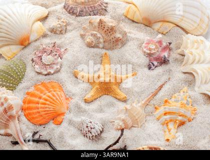 Uniques et beaux coquillages, coraux et une étoile de mer disposés sur du sable. La diversité des formes, des couleurs et des textures des habitants marins crée un Banque D'Images