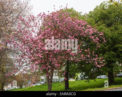 Fleur rose printanière de la cerise rustique à floraison japonaise Prunus serrulata 'Kanzan' Banque D'Images