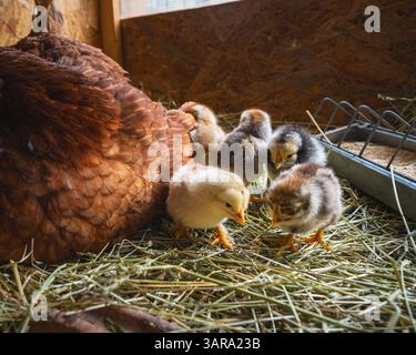 Poule brodée prend soin et enseigne aux poussins nouvellement éclos à explorer le paysage rural, les oiseaux domestiques. Banque D'Images