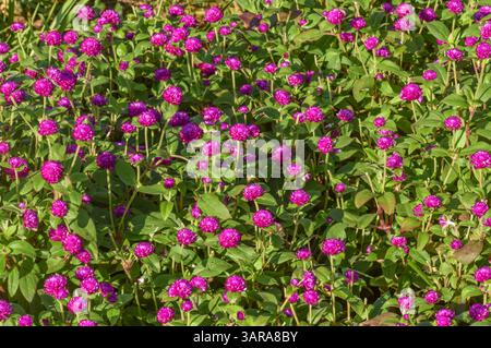Omphrena globosa, plus communément appelé globe amarante, est une plante comestible qui attire les abeilles. Photographié dans la partie ouest de Singapour. Banque D'Images