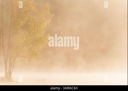 Les feuilles dorées scintillent sur un arbre solitaire au bord des eaux calmes du lac Finnsjön, entourées d'un voile de brume sur un matin d'automne serein, créant un pois Banque D'Images