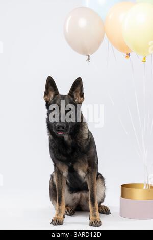 Elégant Berger allemand dans le studio, entouré de ballons festifs, prêt à célébrer avec style et grâce sur un fond blanc immaculé Banque D'Images