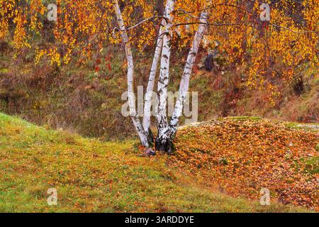 Bosquet d'automne coloré avec des troncs blancs et des feuilles tombées sur le sol dans la campagne tchèque Banque D'Images