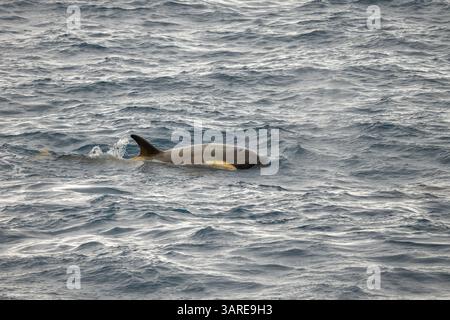 Un orque B2 ou orque Gerlache (Orcinus Orca) au large des côtes de l'Antarctique. Banque D'Images