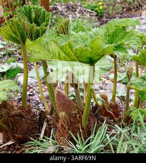Gros plan sur les nouvelles feuilles fraîches de la plante herbacée pérenne gunnera manicata. Banque D'Images