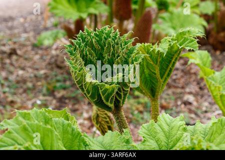 Gros plan sur les nouvelles feuilles fraîches de la plante herbacée pérenne gunnera manicata. Banque D'Images
