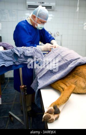 25 juillet 2009, Lusaka, Zambie - le Dr GORAN JOVIC, chirurgien plasticien, enlève une tumeur du cuir chevelu d'un chien dans une clinique vétérinaire à Lusaka, Zambie, où il se porte volontaire les jours où il ne travaille pas dans la clinique voisine. L'établissement est peut-être le meilleur centre vétérinaire du pays. (Image de crédit : David Snyder/ZUMA Press) Banque D'Images