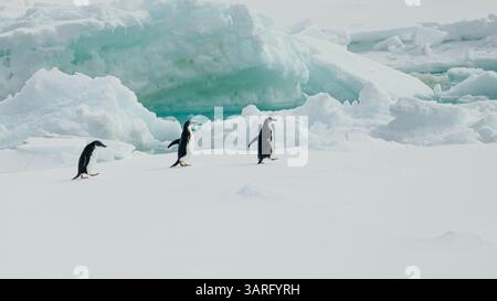 Trois jeunes manchots Adelie (Pygoscelis adeliae) marchant une seule file à travers la glace en Antarctique. Banque D'Images