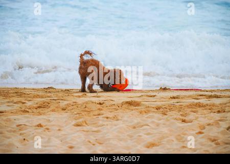 Adorable Labradoodle marron humide debout sur une plage de sable avec des vagues de l'océan en arrière-plan. Photo stock parfaite pour animal de compagnie, voyage, style de vie de plage, amoureux des chiens Banque D'Images