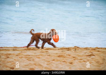 Adorable Labradoodle marron humide debout sur une plage de sable avec des vagues de l'océan en arrière-plan. Photo stock parfaite pour animal de compagnie, voyage, style de vie de plage, amoureux des chiens Banque D'Images