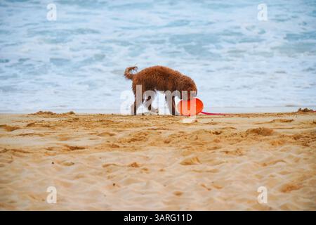 Adorable Labradoodle marron humide debout sur une plage de sable avec des vagues de l'océan en arrière-plan. Photo stock parfaite pour animal de compagnie, voyage, style de vie de plage, amoureux des chiens Banque D'Images