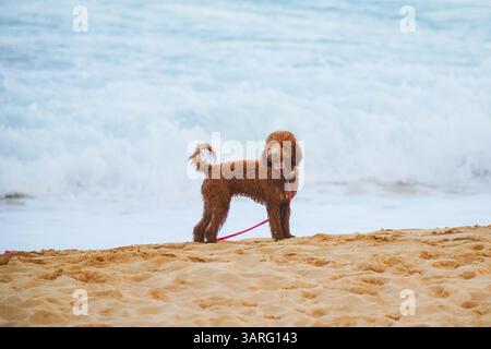 Adorable Labradoodle marron humide debout sur une plage de sable avec des vagues de l'océan en arrière-plan. Photo stock parfaite pour animal de compagnie, voyage, style de vie de plage, amoureux des chiens Banque D'Images