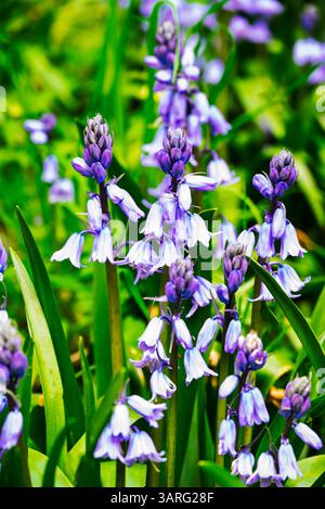 Une éclatante parcelle de globules bleus espagnols (Hyacinthoides hispanica) est en pleine floraison, mettant en valeur leurs fleurs délicates en forme de cloche dans des tons de bleu. Banque D'Images