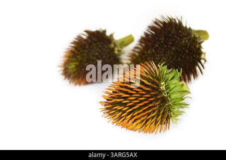 Têtes de graines de coneflower violettes séchées isolées sur fond blanc Banque D'Images
