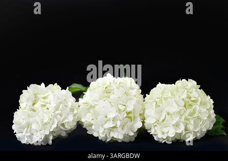 Fleurs de boule de neige isolées sur fond noir avec espace de copie Banque D'Images