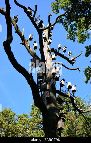 Beaucoup de nichoirs dans le vieux chêne. Beaucoup de nichoirs dans le vieil arbre. Banque D'Images