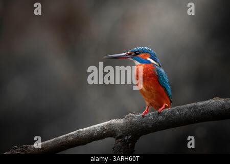 Un martin-pêcheur aux couleurs vives (Alcedo atthis) se perche sur une branche, ses plumes bleues et oranges frappantes contrastant avec l'obscurité Banque D'Images