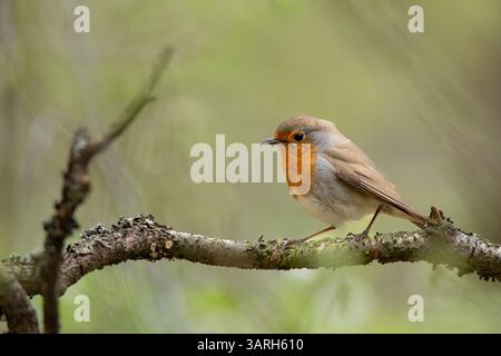 Un robin européen (Erithacus rubecula) se perche paisiblement sur une branche couverte de lichen dans un cadre forestier doux et verdoyant. Banque D'Images
