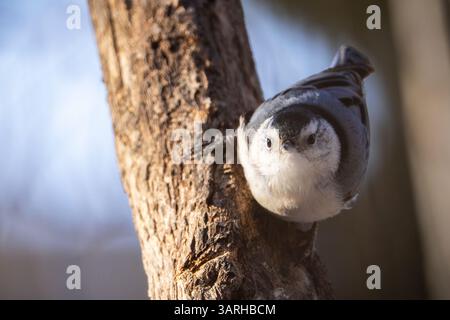 Recherche de nourriture par un froid matin d'hiver. Banque D'Images