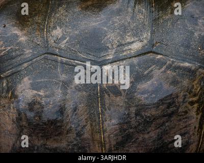 Vue rapprochée de la texture de la coquille de la tortue des Seychelles (Aldabrachelys gigantea), fond de coquille de tortue géante d'Aldabra Banque D'Images