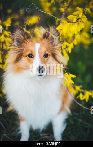 Shetland Sheepdog Banque D'Images