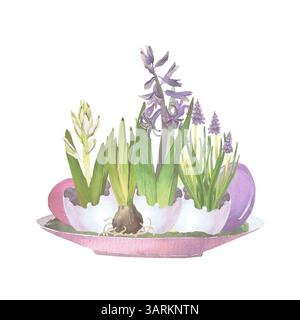Composition de Pâques de fleurs de printemps en coquilles d'oeuf sur un plat avec de la mousse, illustration aquarelle isolée sur blanc. Jacinthes, œufs dessinés à la main pastel Banque D'Images