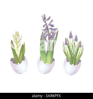 Fleurs de printemps en coquilles d'oeuf illustration aquarelle isolée sur blanc. Jacinthes et fleurs de muscari dessinées à la main tons pastel pour les cartes de Pâques Banque D'Images