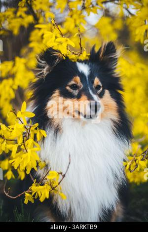 Shetland Sheepdog Banque D'Images