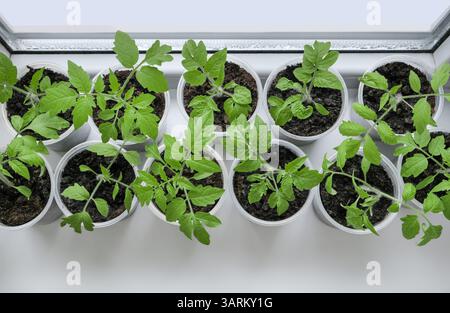 Plants de tomates poussant dans des récipients en plastique sur un rebord de fenêtre ensoleillé. Plantes fraîches et biologiques manger sainement, jardinage à la maison et mode de vie durable. Banque D'Images