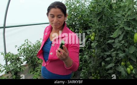 21 août 2013 - TLAXCALA, MEX - Alicia Gallegos, 25 ans, tient un piment jalapeno cueilli dans un buisson dans une serre construite près de sa propriété familiale dans l'État mexicain de Tlaxcala. Aide gouvernementale versée pour la construction de la serre. Le Mexique lance une croisade contre la pauvreté, une condition qui définit la vie de 45% de sa population. (Crédit image : © Tim Johnson/MCT/ZUMAPRESS.com) Banque D'Images