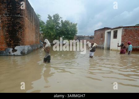 1 septembre 2013 - Varanasi, Uttar Pradesh, Inde - les gens marchent leurs chèvres. Les eaux de crue continuent d'augmenter en Uttar Pradesh, où la situation est restée sombre, les fleuves enflés inondant des milliers de villages, ce qui porte le nombre de morts à 280. Selon le rapport de la Commission centrale des eaux, le fleuve Ganga coule au-dessus de la marque rouge à Phaphamau, Mirzapur, Varanasi et Ballia. (Crédit image : © Prasanta Biswas/ZUMA Wire) Banque D'Images