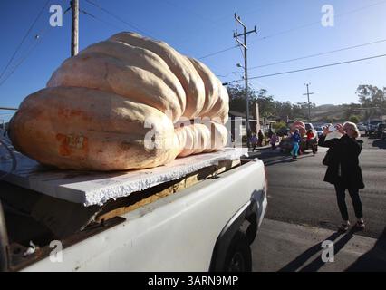 14 octobre 2013 - Half Moon Bay, CA, États-Unis - Gary Miller de Napa, Californie, a remporté le championnat du monde Safeway Pumpkin peser avec sa citrouille de 1985 lb à Half Moon Bay, Calif, le lundi 14 octobre 2013. C'est la plus grande citrouille à remporter le concours en 40 ans d'histoire. (Crédit image : © Karl Mondon/MCT/ZUMAPRESS.com) Banque D'Images