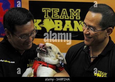 8 juin 2013 - Makati, Philippines - chien héros 'Kabang' est vu avec les vétérinaires philippins DR. ANTON LIM (l) et Dr EDGARDO UNSON lors d'une conférence de presse. Kabang est rentrée chez elle des États-Unis après avoir reçu un traitement pour son museau et sa mâchoire supérieure, qu'elle a perdu dans un accident, sauvant la vie de la fille et de la nièce de son propriétaire d'une moto venant en sens inverse. (Crédit image : © Ezra Acayan/ZUMAPRESS.com) Banque D'Images