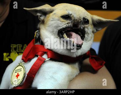 8 juin 2013 - Makati, Philippines - le chien héros Kabang pose pour les photographes lors d'une conférence de presse dans la ville de Makati, à l'est de Manille, Philippines, le 8 juin 2013. Kabang est rentrée chez elle des États-Unis après avoir reçu un traitement pour son museau et sa mâchoire supérieure, qu'elle a perdu dans un accident, sauvant la vie de la fille et de la nièce de son propriétaire d'une moto venant en sens inverse. (Crédit image : © Ezra Acayan/ZUMAPRESS.com) Banque D'Images