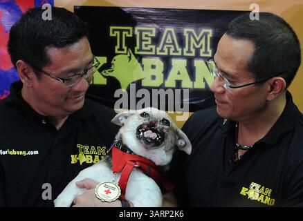 8 juin 2013 - Makati, Philippines - le chien héros 'Kabang' est vu avec les vétérinaires philippins Dr Anton Lim (l) et Dr Edgardo Unson lors d'une conférence de presse dans la ville de Makati, à l'est de Manille, Philippines, le 8 juin 2013. Kabang est rentrée chez elle des États-Unis après avoir reçu un traitement pour son museau et sa mâchoire supérieure, qu'elle a perdu dans un accident, sauvant la vie de la fille et de la nièce de son propriétaire d'une moto venant en sens inverse. (Crédit image : © Ezra Acayan/ZUMAPRESS.com) Banque D'Images