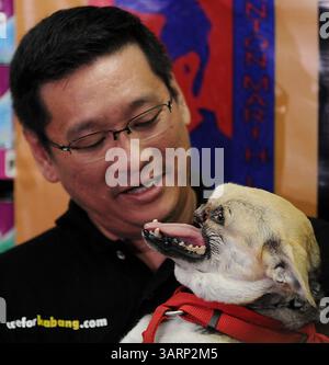 8 juin 2013 - Makati, Philippines - le chien héros 'Kabang' est porté par le vétérinaire philippin DR. ANTON LIM lors d'une conférence de presse. Kabang est rentrée chez elle des États-Unis après avoir reçu un traitement pour son museau et sa mâchoire supérieure, qu'elle a perdu dans un accident, sauvant la vie de la fille et de la nièce de son propriétaire d'une moto venant en sens inverse. (Crédit image : © Ezra Acayan/ZUMAPRESS.com) Banque D'Images